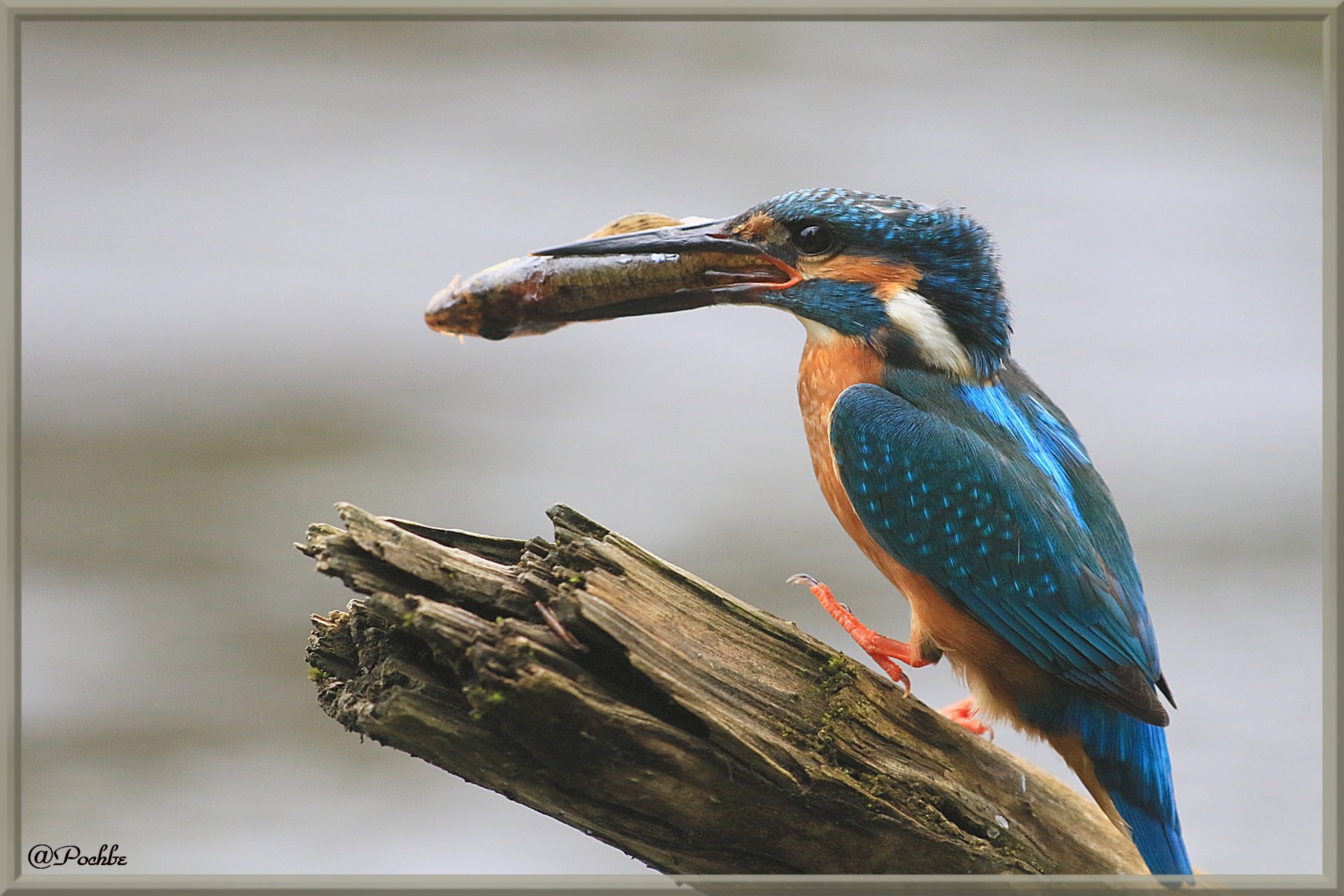 Fonds d'cran Animaux Oiseaux - Divers 