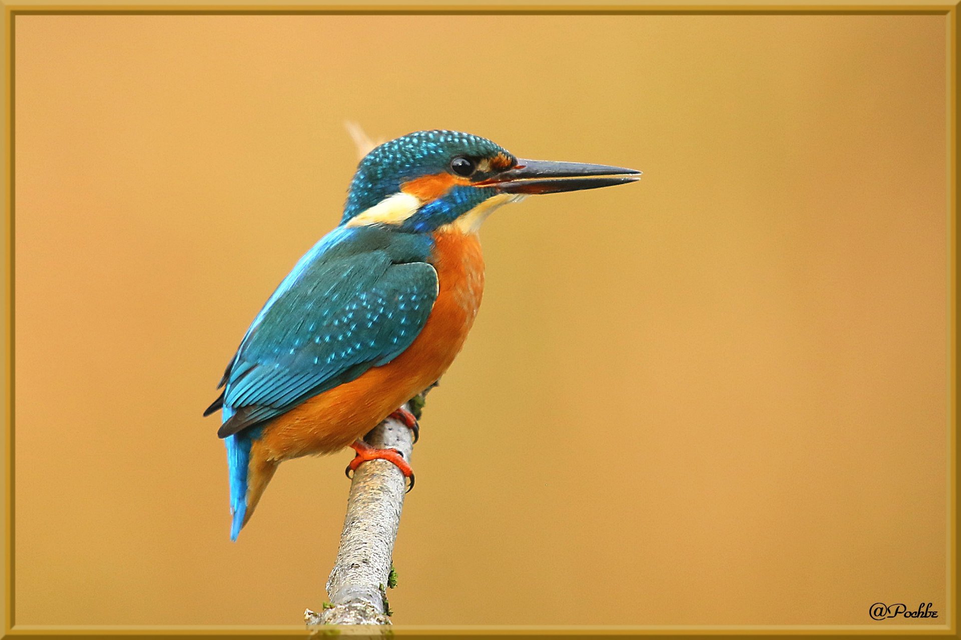 Fonds d'cran Animaux Oiseaux - Divers 