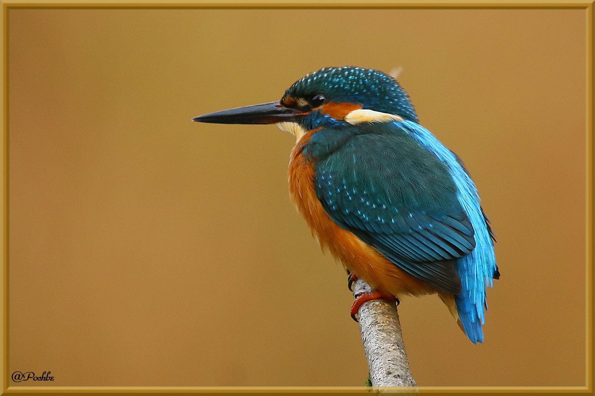 Fonds d'cran Animaux Oiseaux - Divers 