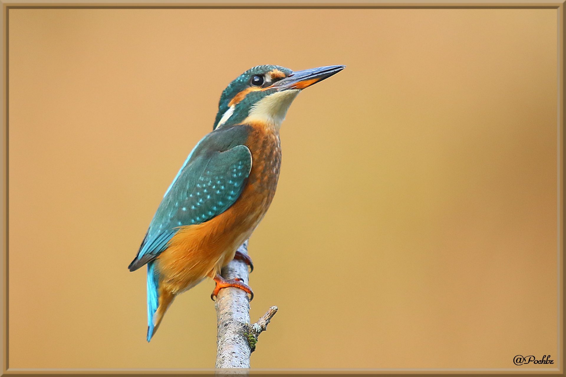 Fonds d'cran Animaux Oiseaux - Divers 