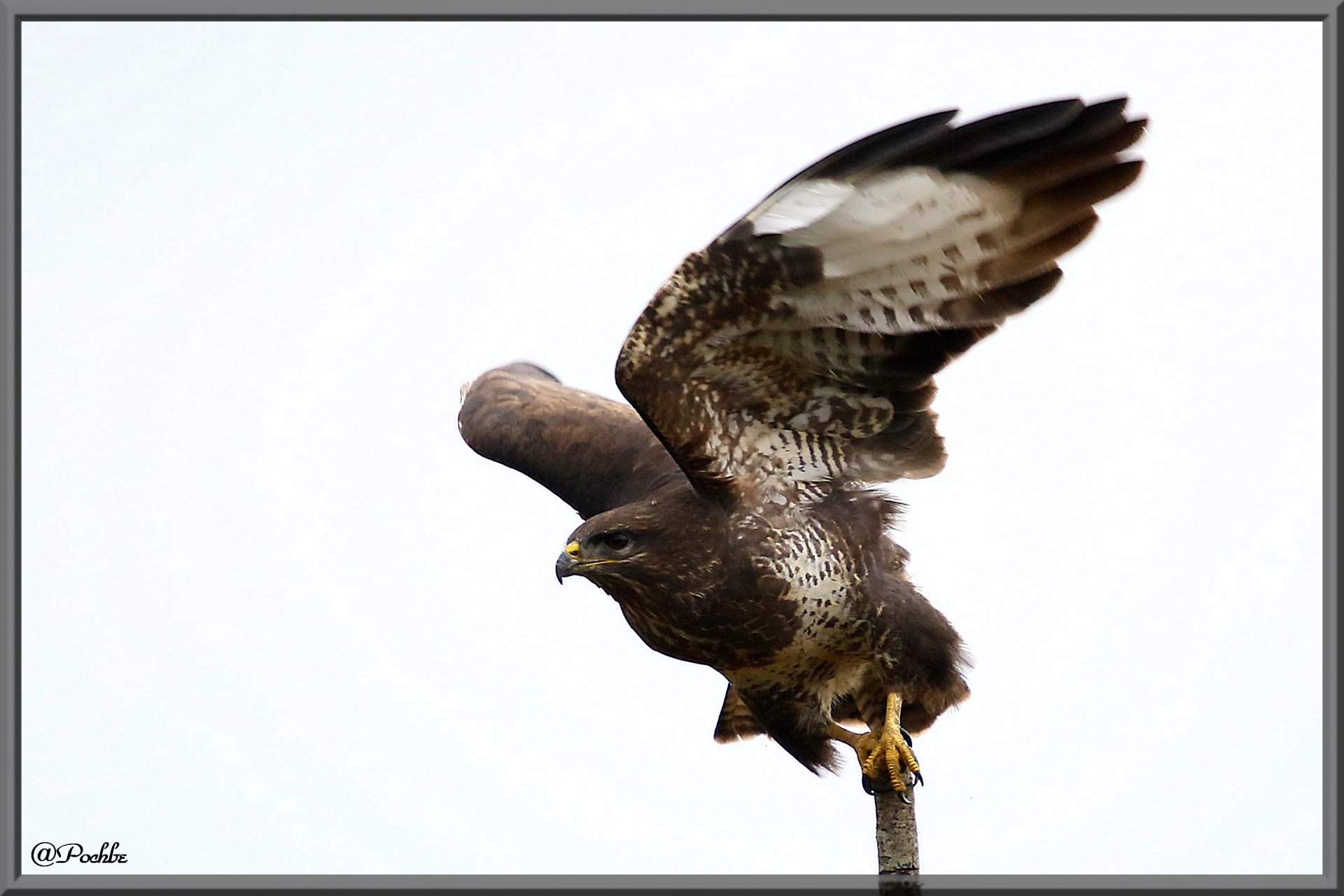 Wallpapers Animals Birds - Buses 