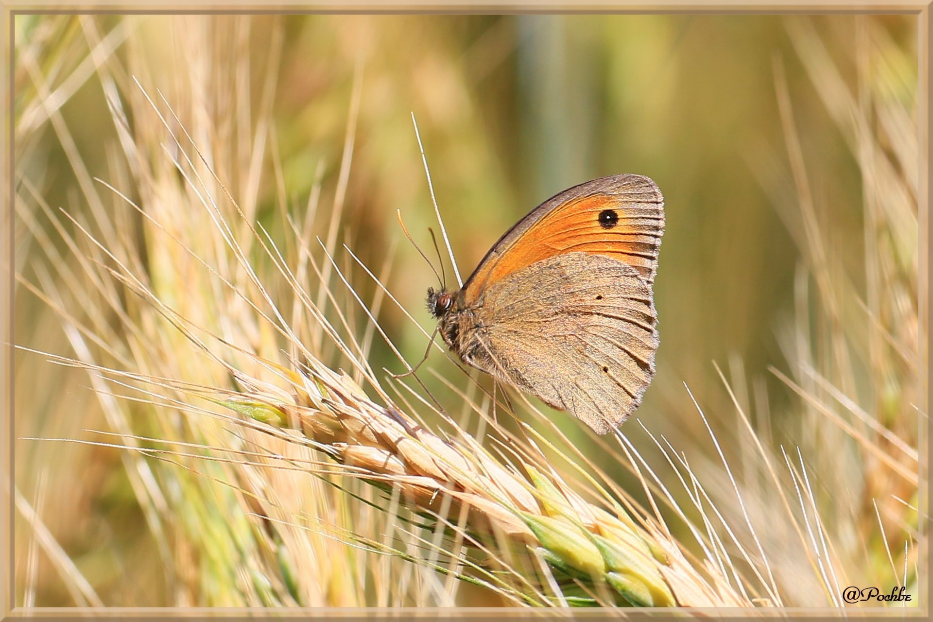 Fonds d'cran Animaux Insectes - Papillons 