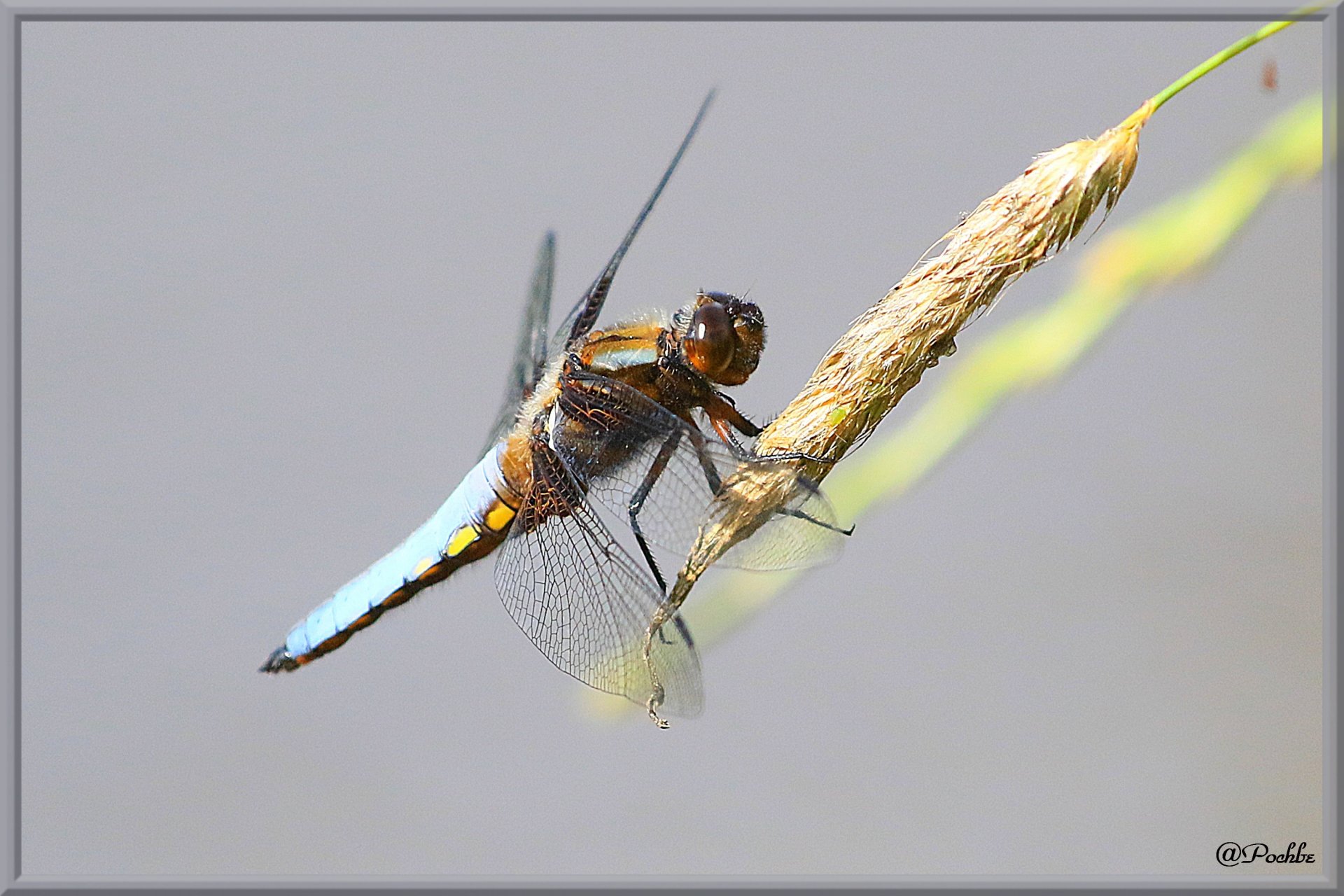 Fonds d'cran Animaux Insectes - Libellules 