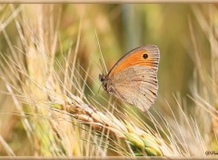  Animaux Image sans titre N440973