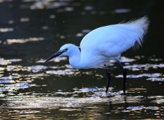  Animaux Image sans titre N440985