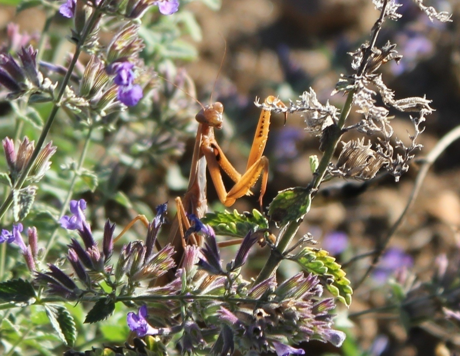 Fonds d'cran Animaux Insectes - Mantes Religieuse Monte religieuse 