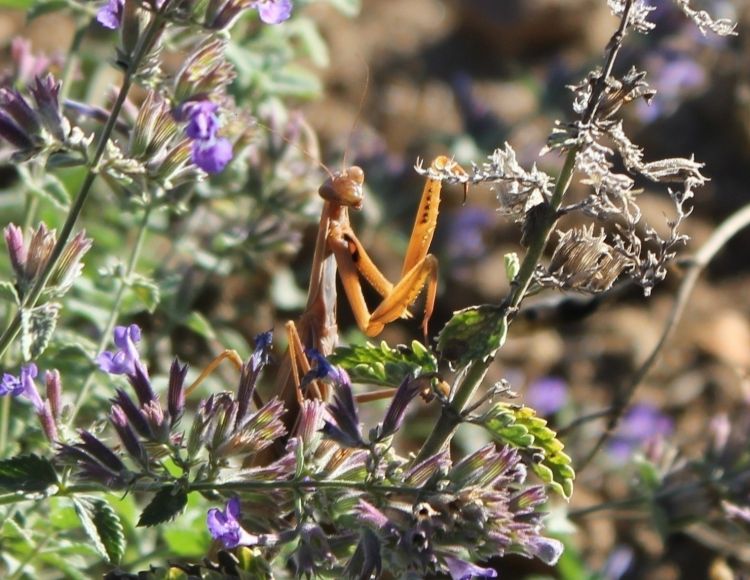 Fonds d'cran Animaux Insectes - Mantes Religieuse Monte religieuse 