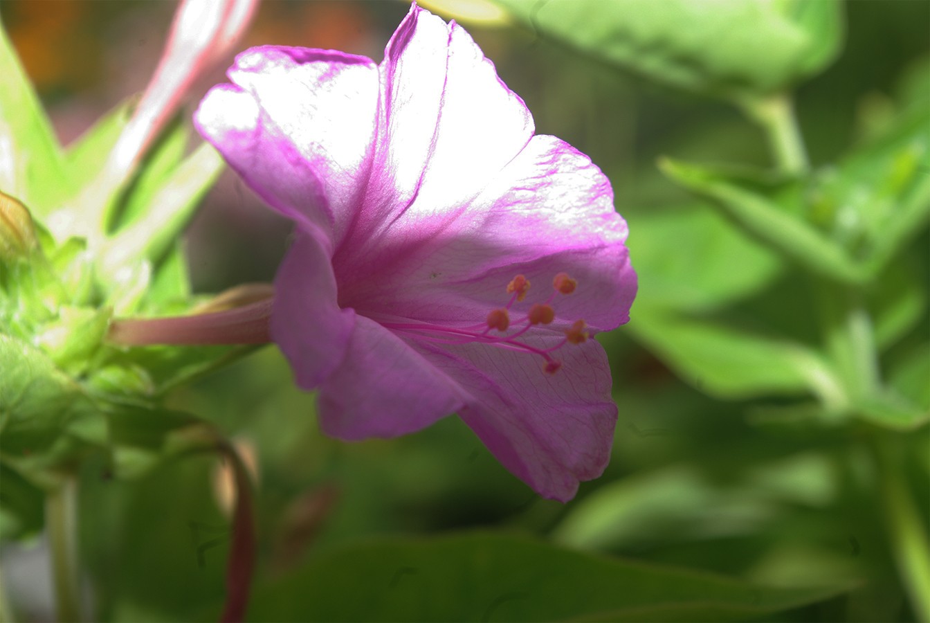 Fonds d'cran Nature Fleurs 