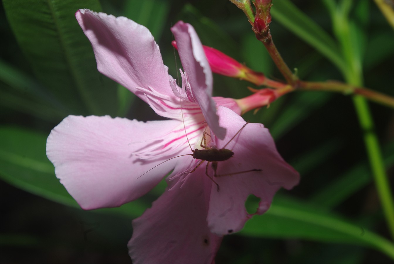 Fonds d'cran Nature Fleurs 