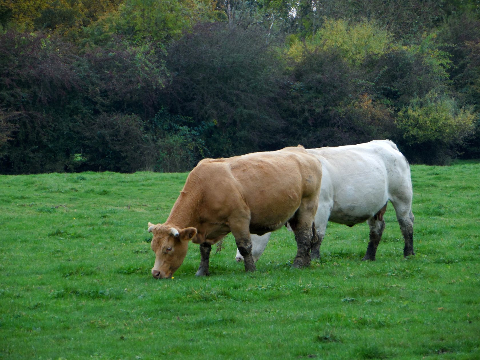 Wallpapers Animals Cows - Bulls - Beef 