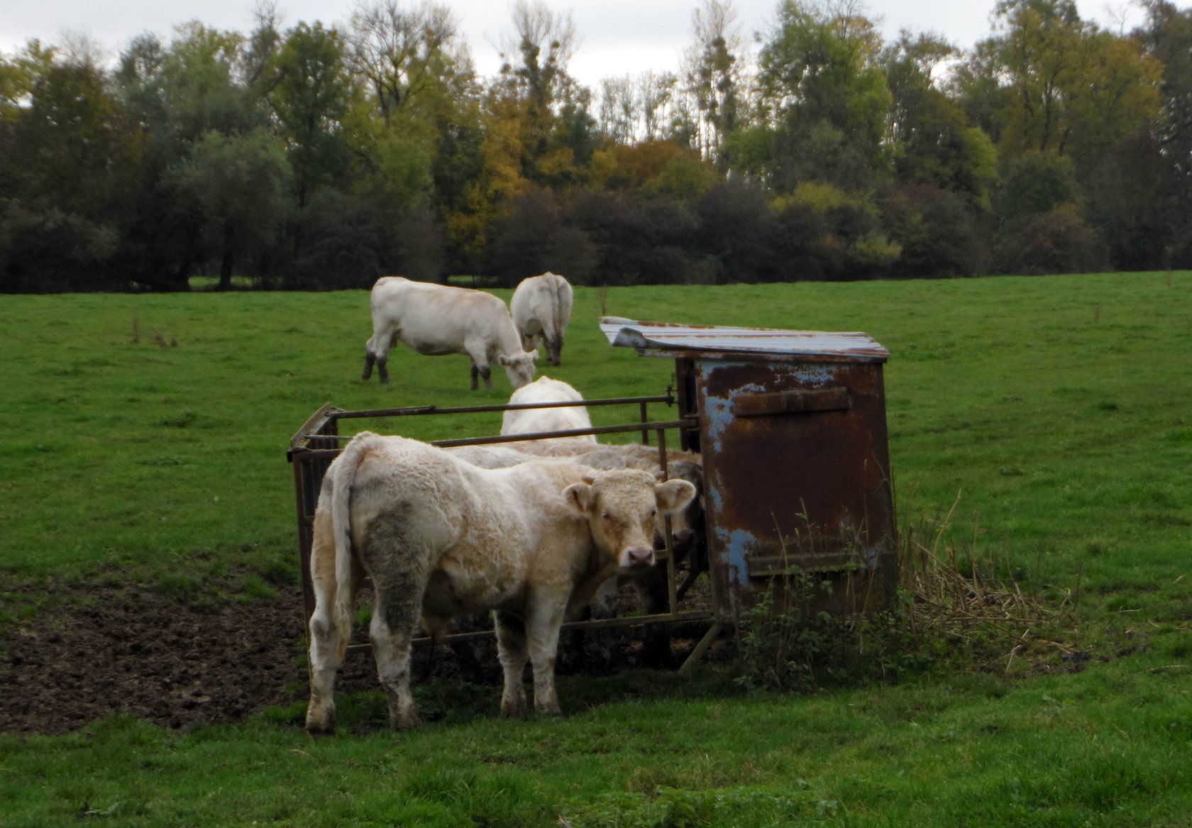 Wallpapers Animals Cows - Bulls - Beef 