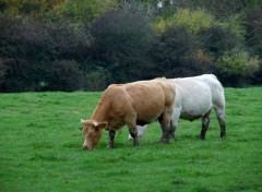  Animaux Image sans titre N441053