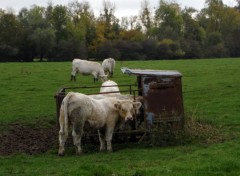  Animaux Image sans titre N441054