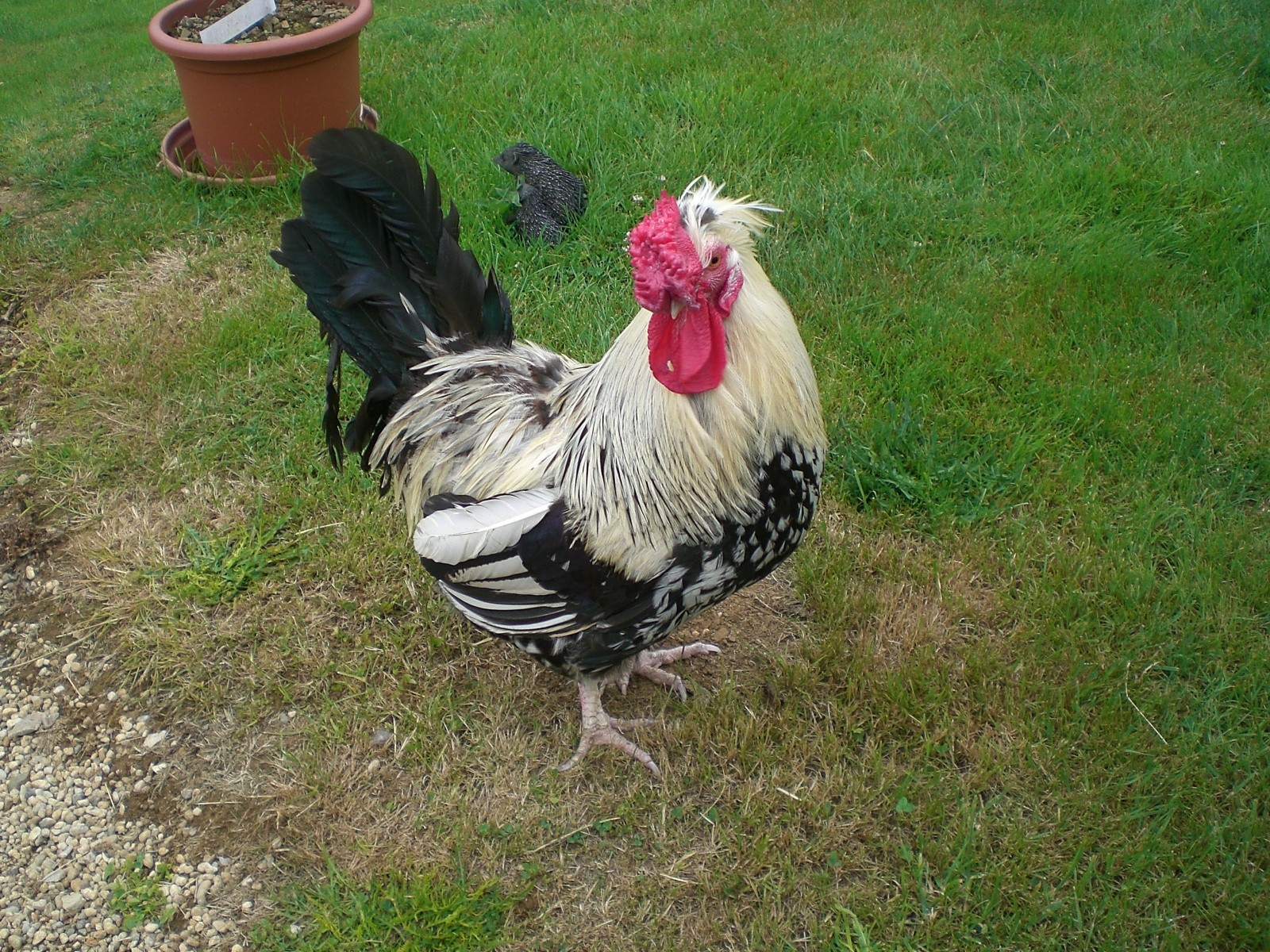 Fonds d'cran Animaux Oiseaux - Poules et Coqs COCO ADORABLE