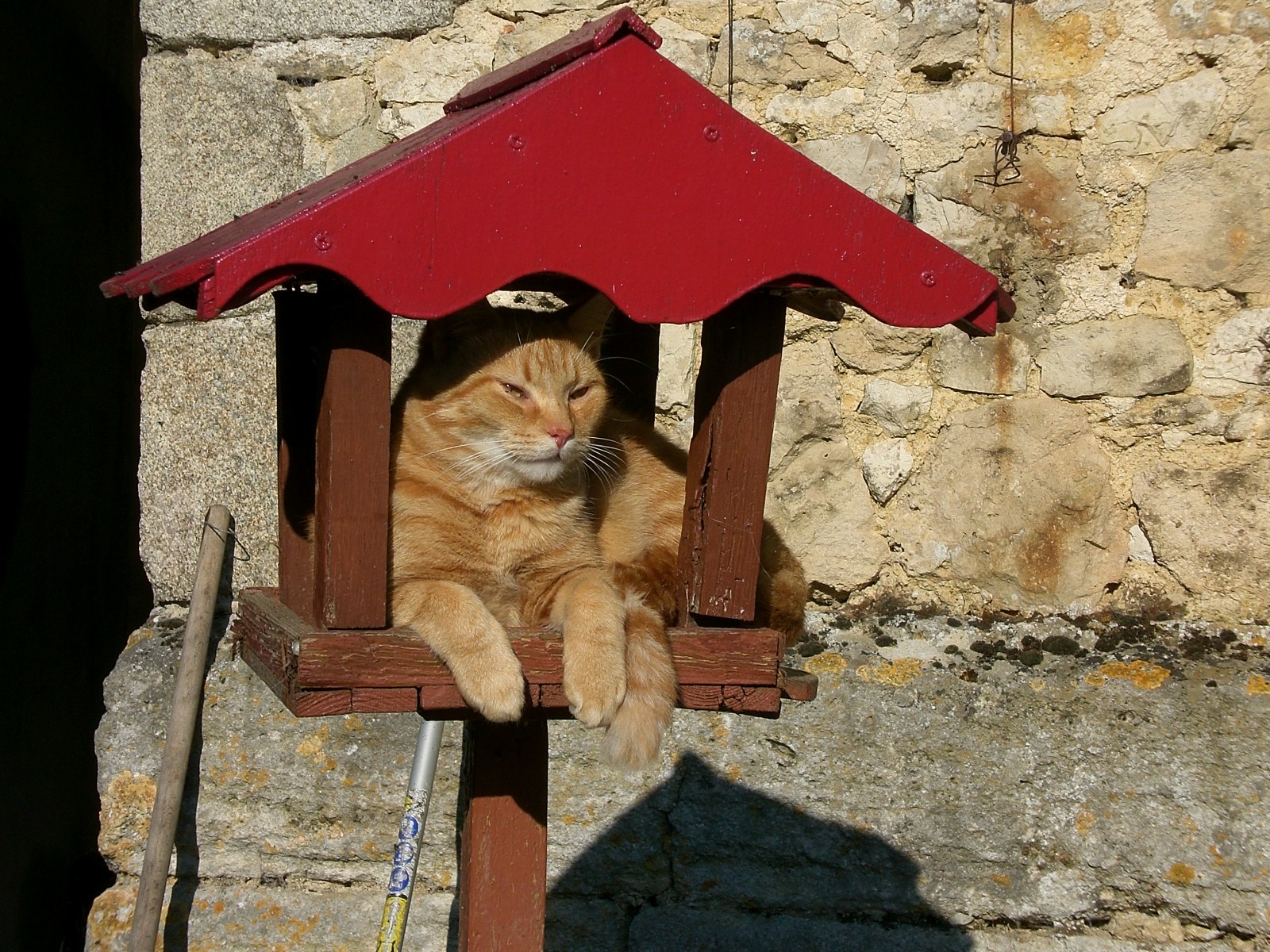 Fonds d'cran Animaux Chats - Chatons Mimi MATHY