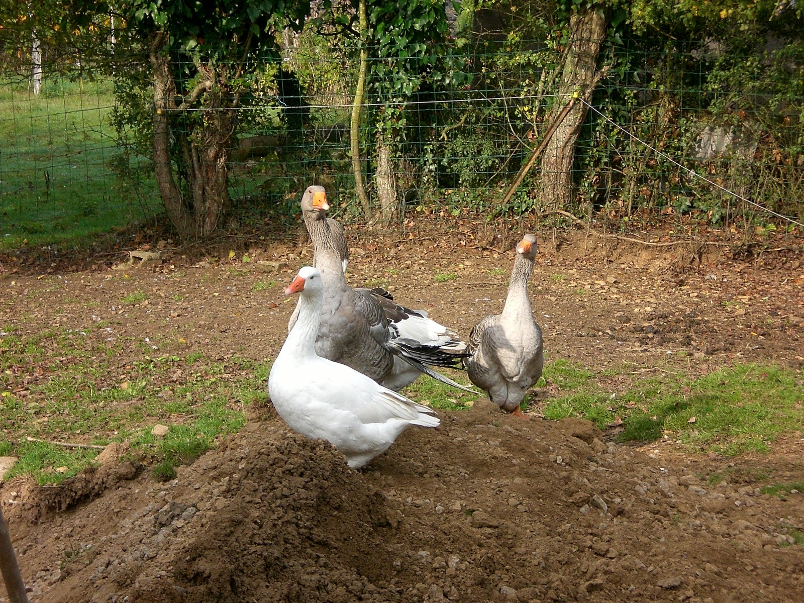 Fonds d'cran Animaux Oiseaux - Oies 