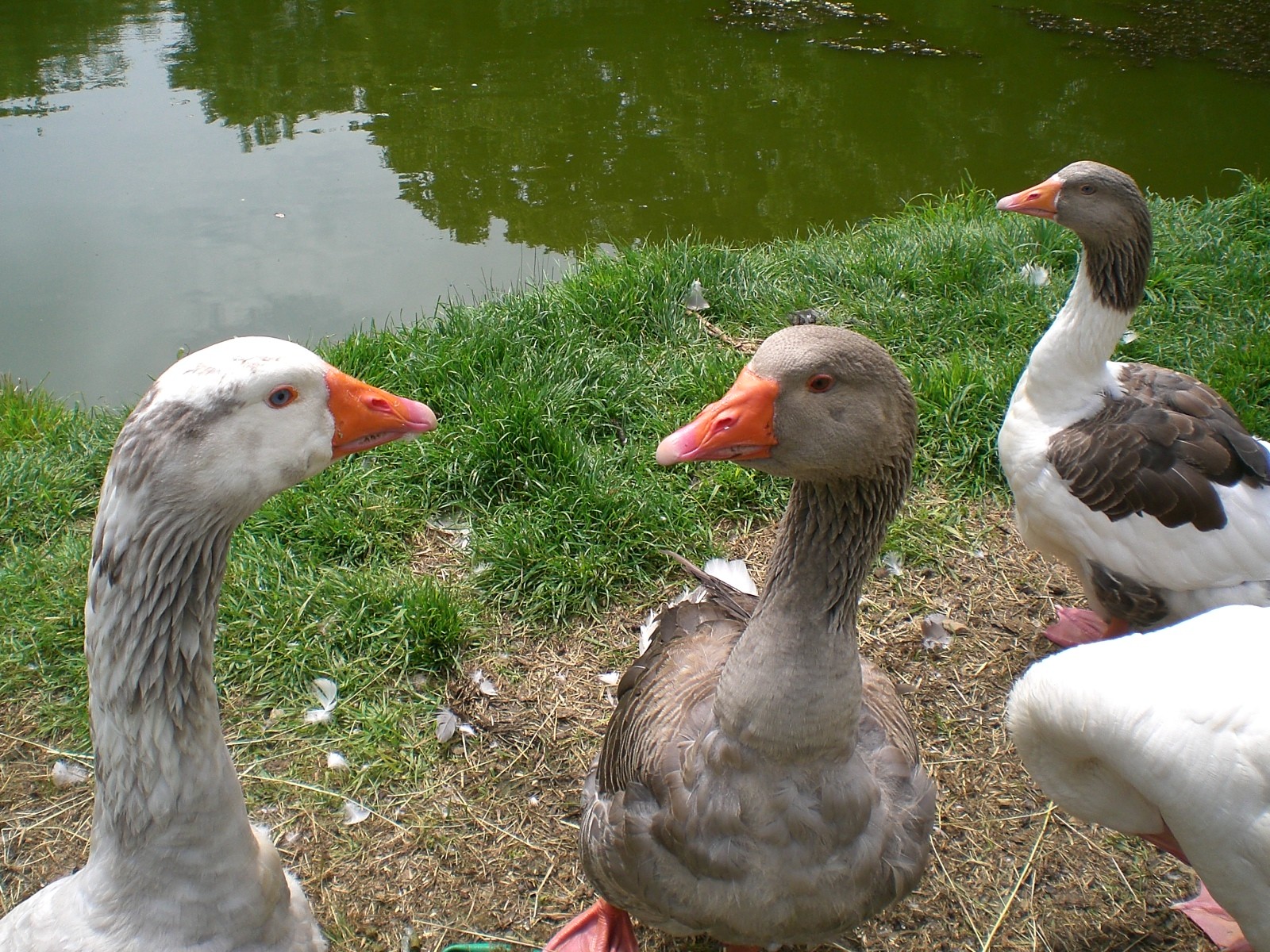 Fonds d'cran Animaux Oiseaux - Oies 