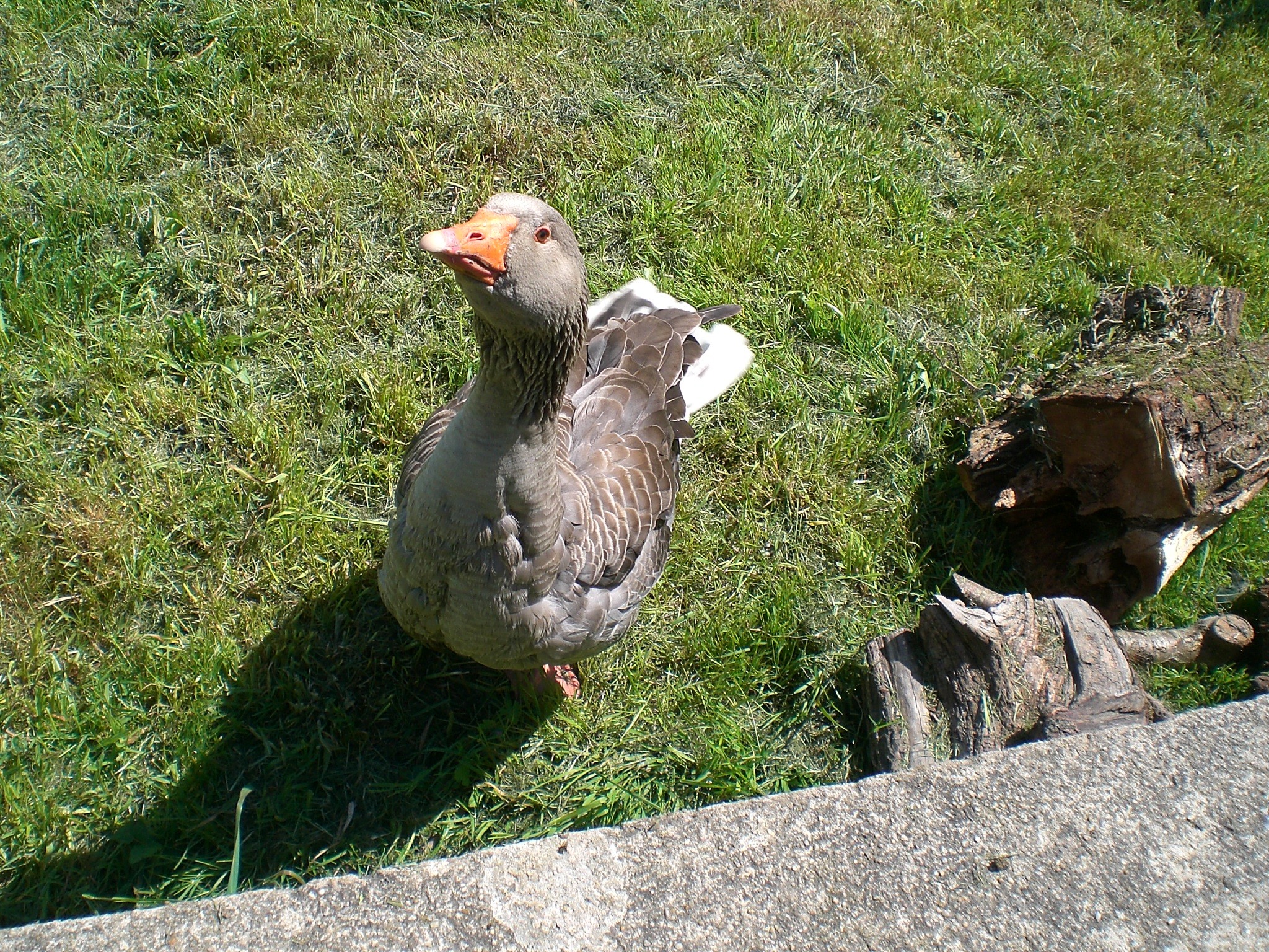 Wallpapers Animals Birds - Geese 