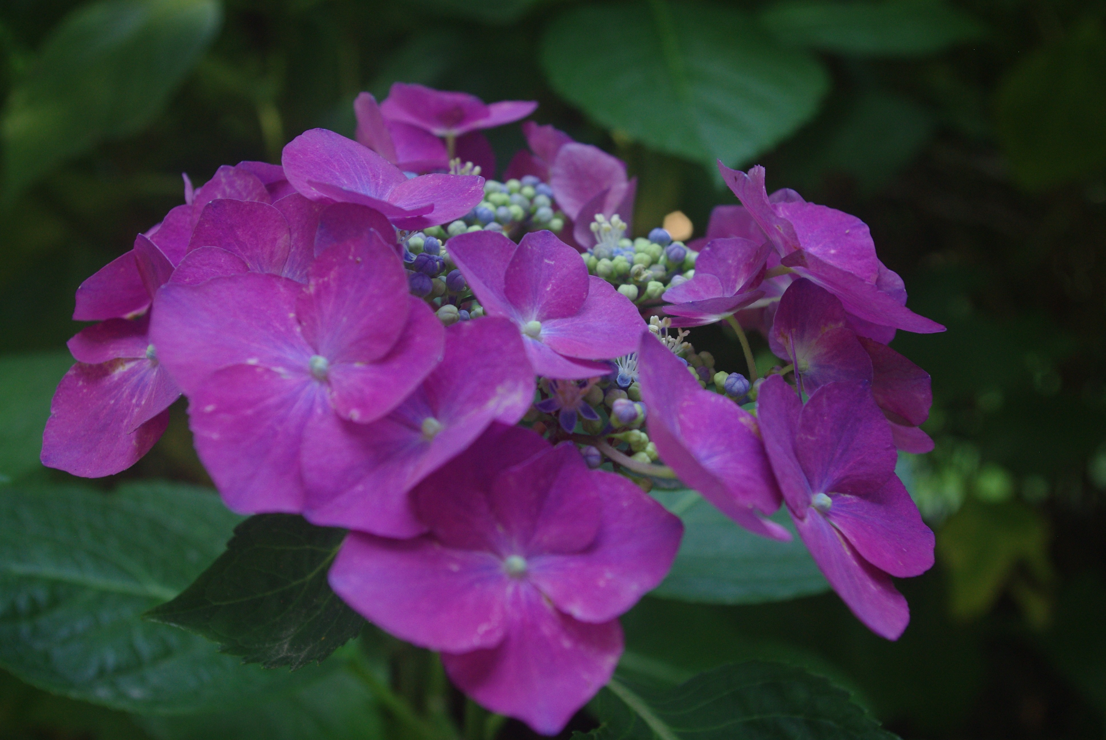 Fonds d'cran Nature Fleurs 