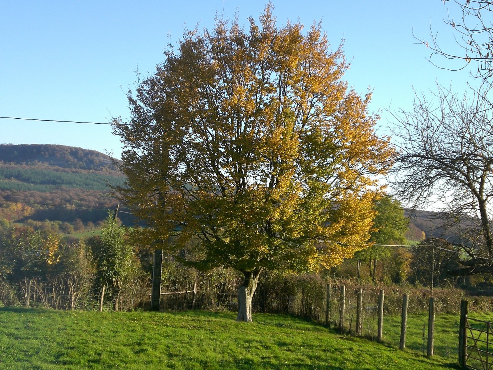 Fonds d'cran Nature Arbres - Forts 