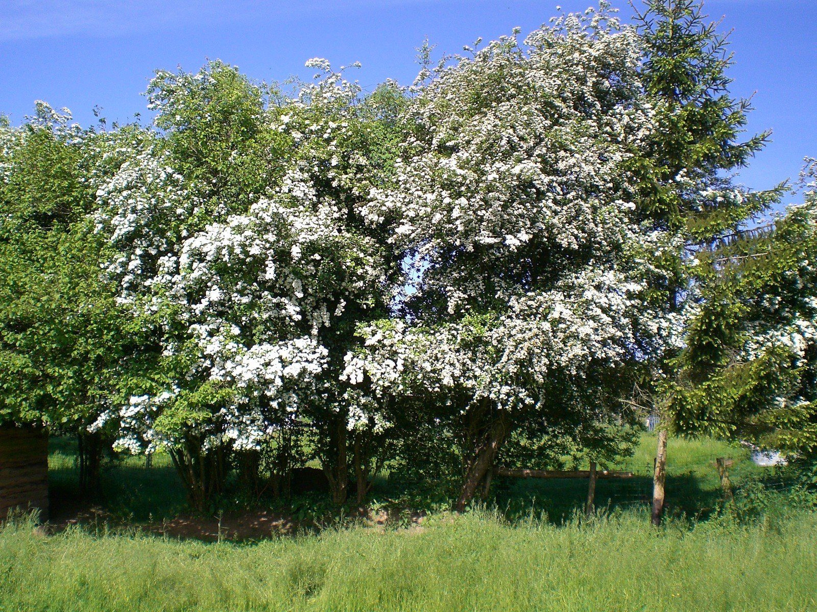 Fonds d'cran Nature Arbres - Forts 