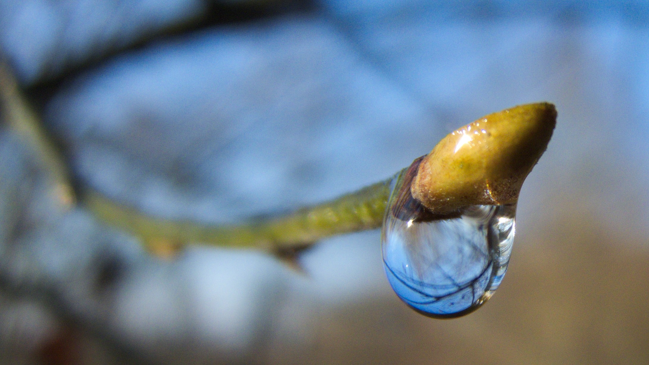 Fonds d'cran Nature Bourgeons Perle Automnale