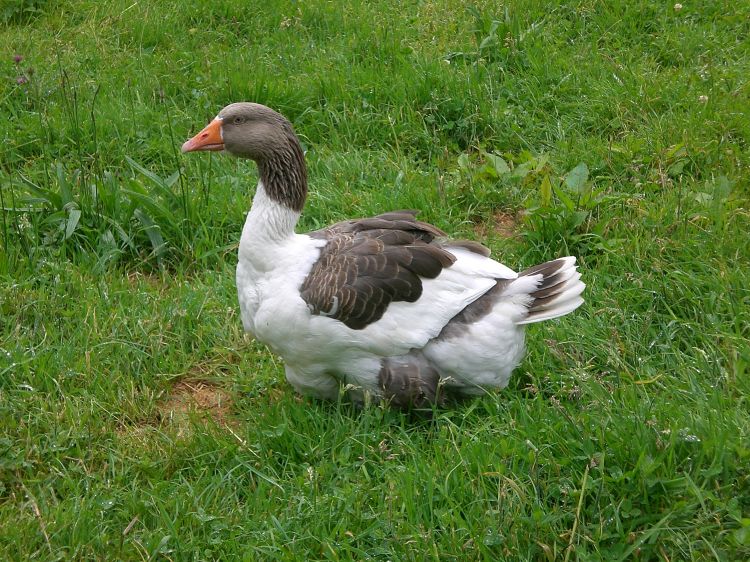 Wallpapers Animals Birds - Geese Mamma oie