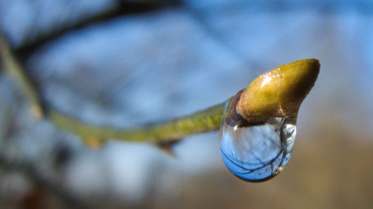 Wallpapers Nature Buds Perle Automnale