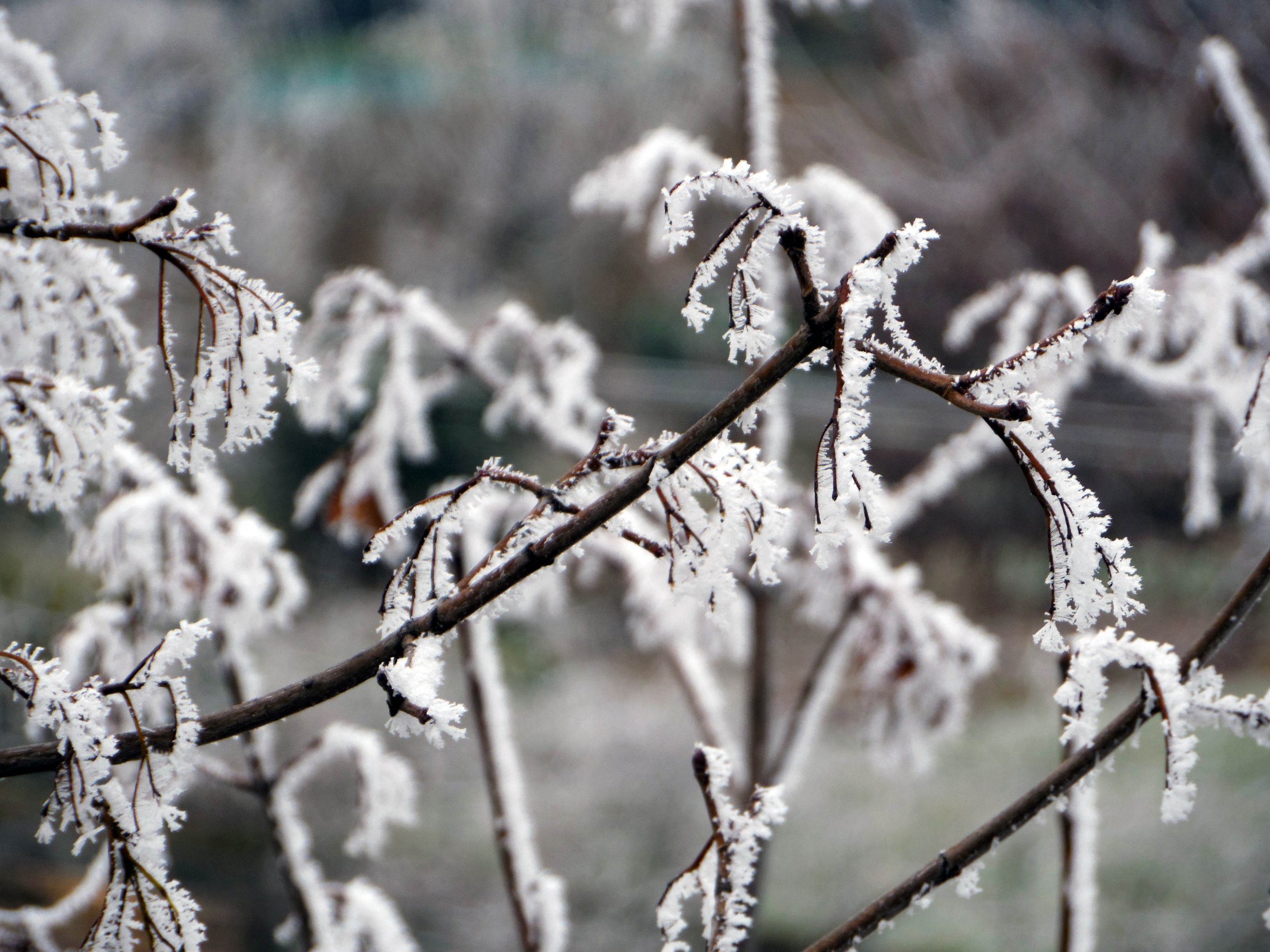 Fonds d'cran Nature Arbres - Forts 