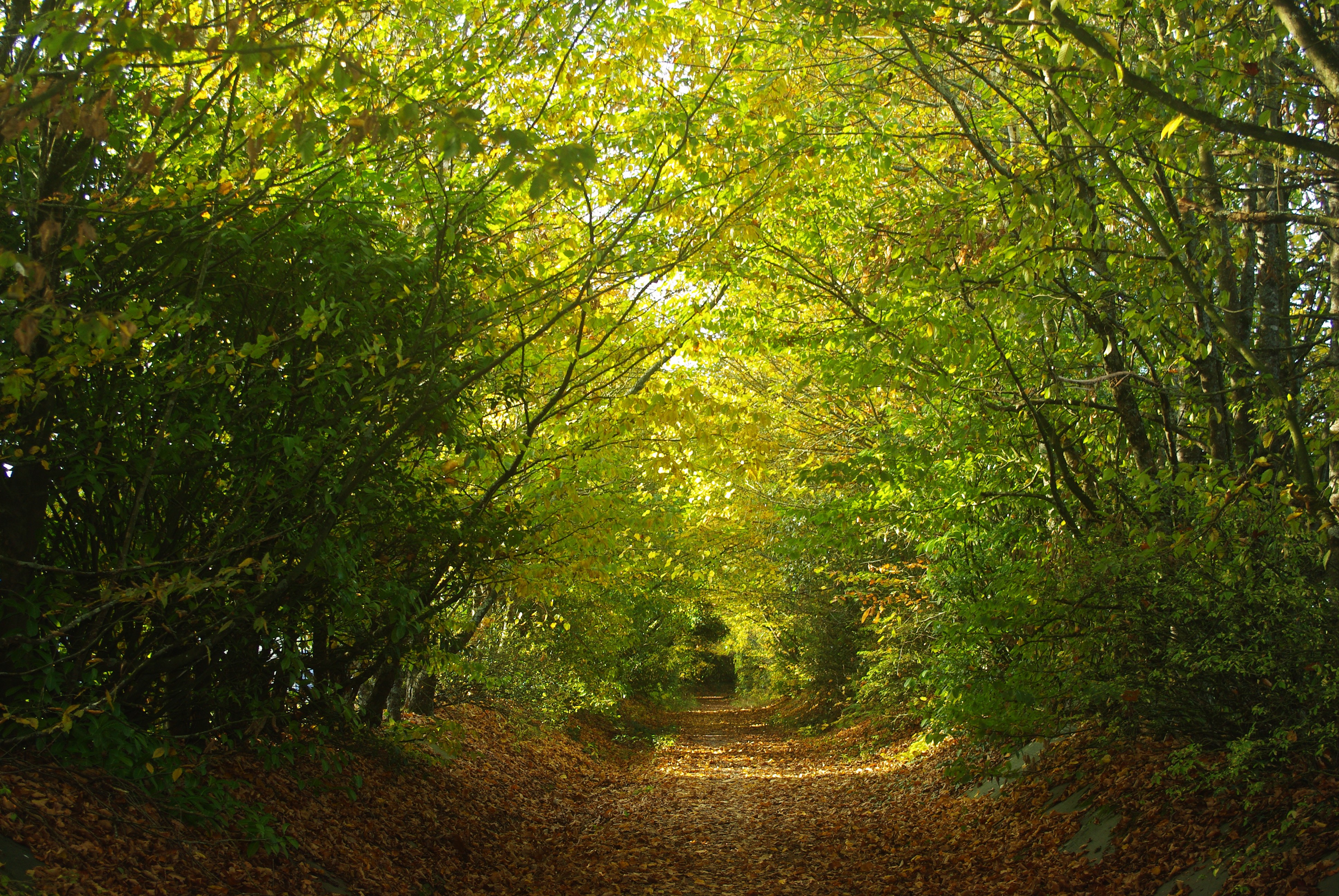 Wallpapers Nature Paths 