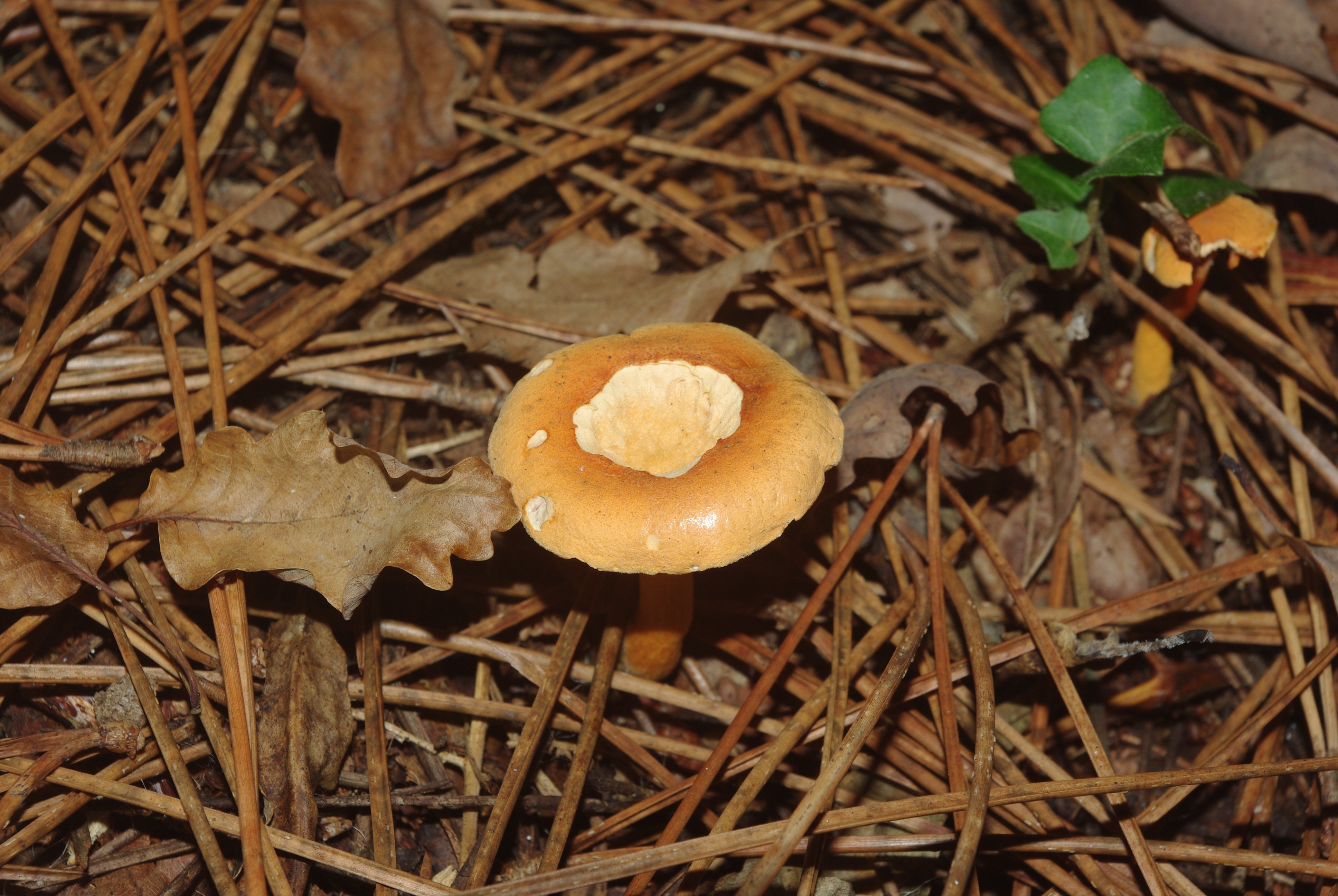 Fonds d'cran Nature Champignons 