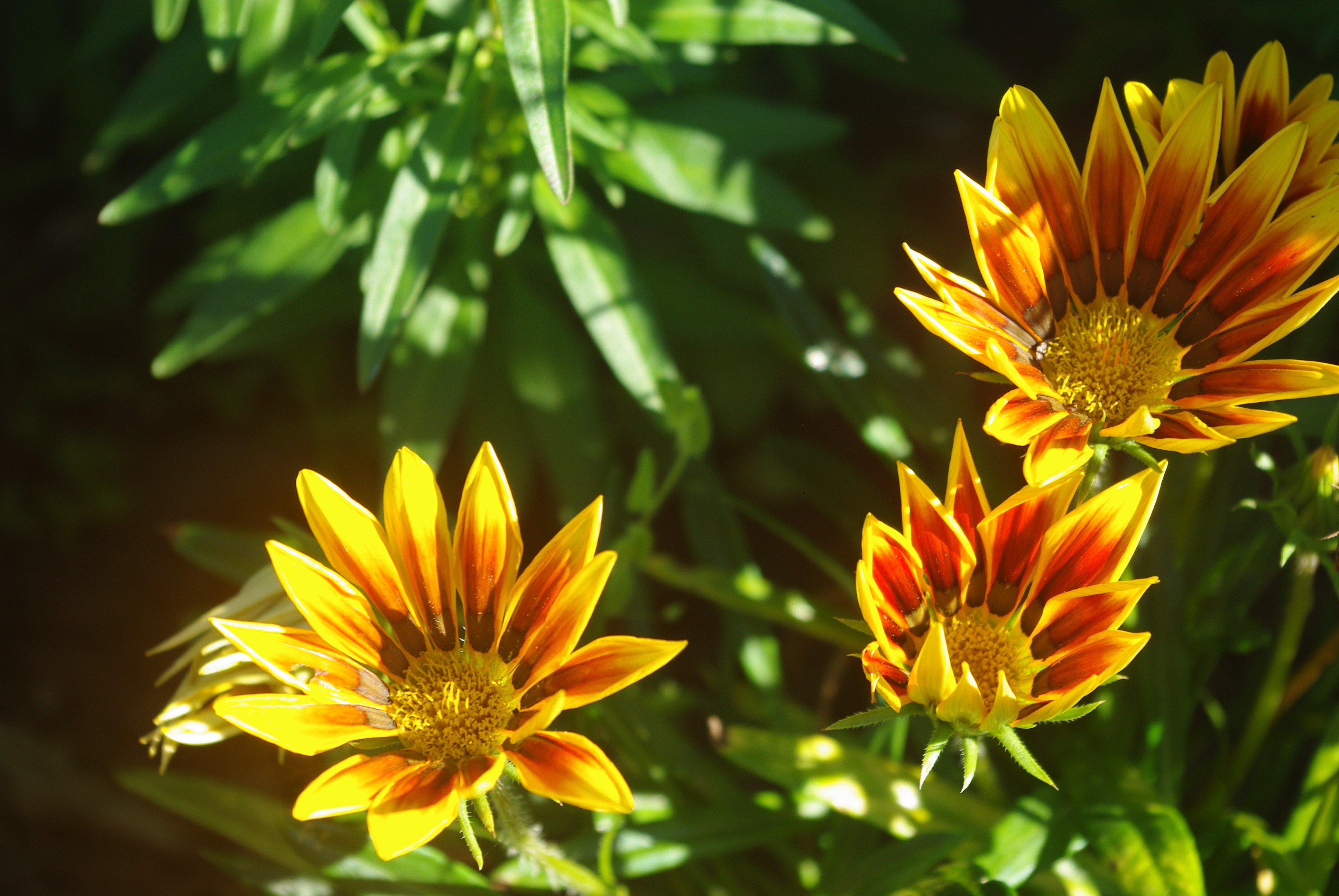 Fonds d'cran Nature Fleurs 