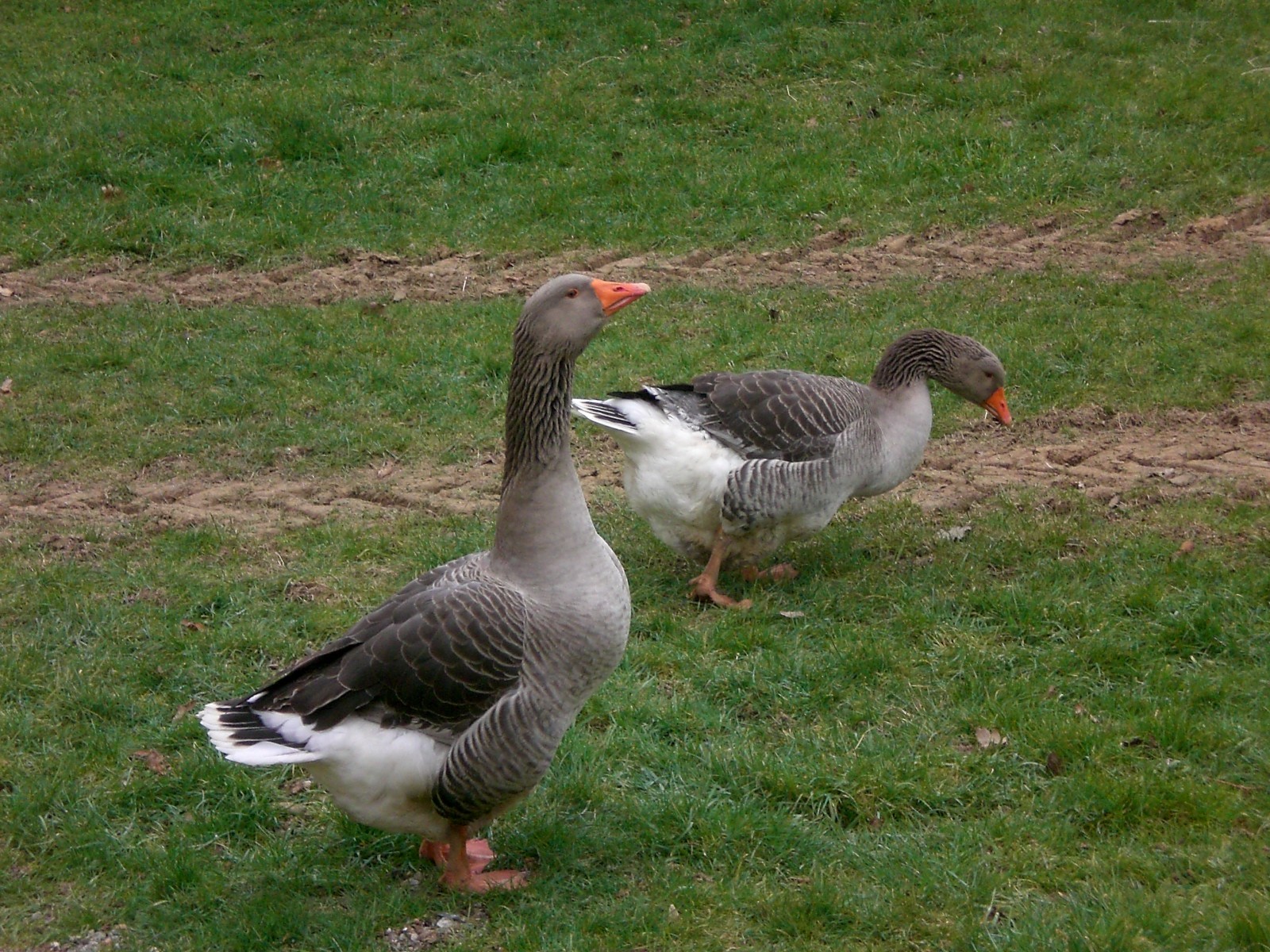 Wallpapers Animals Birds - Geese Promenade tranquille