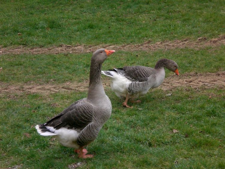 Wallpapers Animals Birds - Geese Promenade tranquille