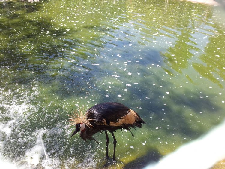 Fonds d'cran Animaux Oiseaux - Grues josef