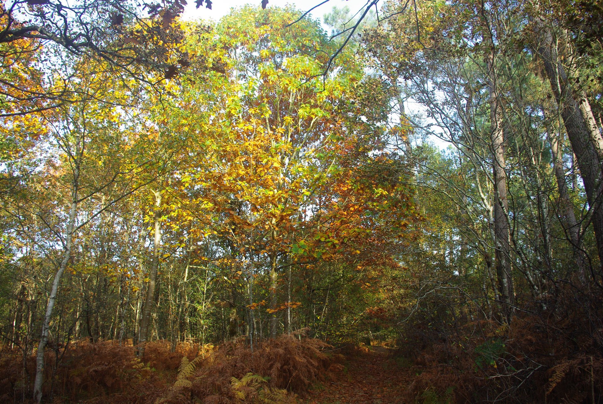 Fonds d'cran Nature Arbres - Forts 