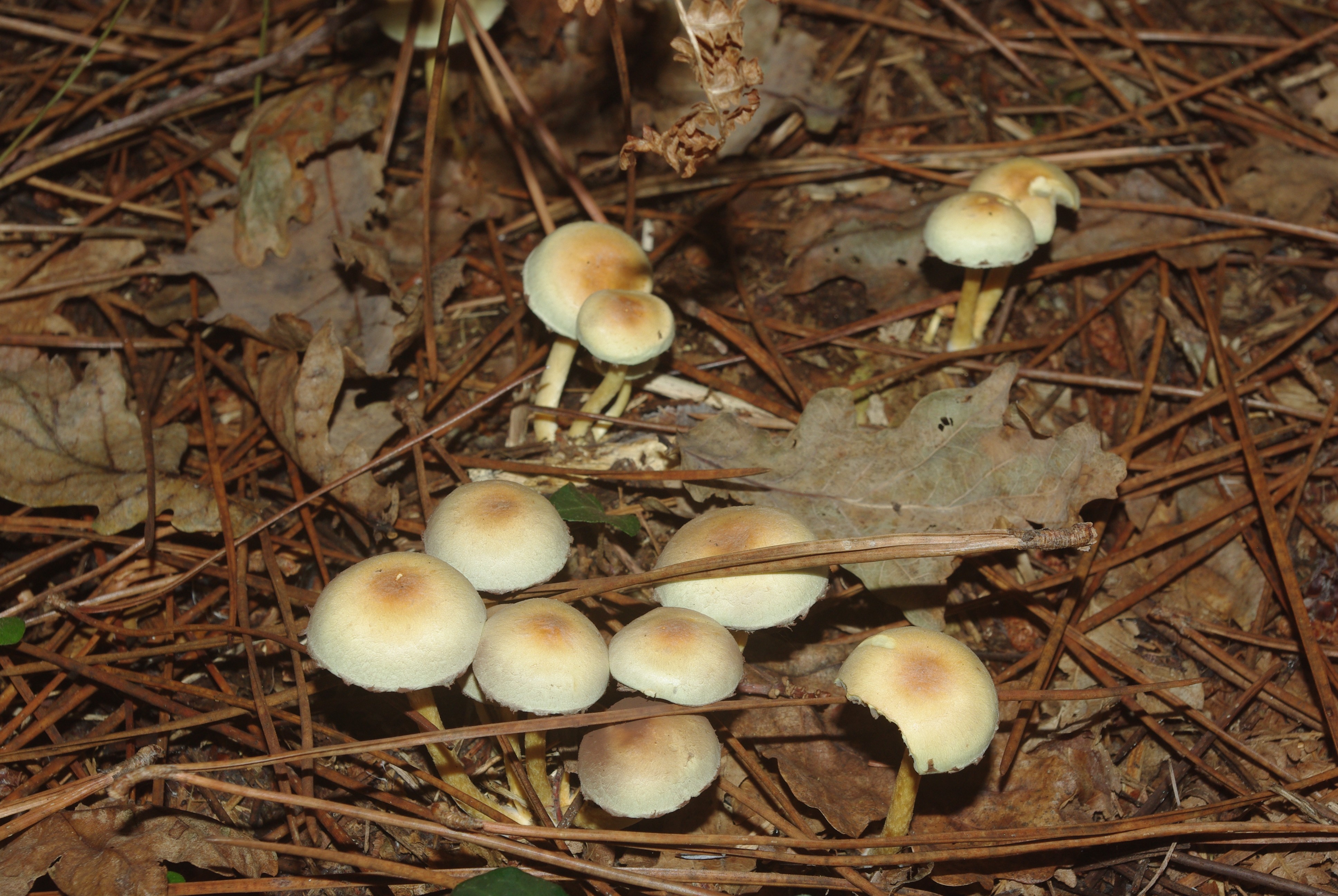 Fonds d'cran Nature Champignons 