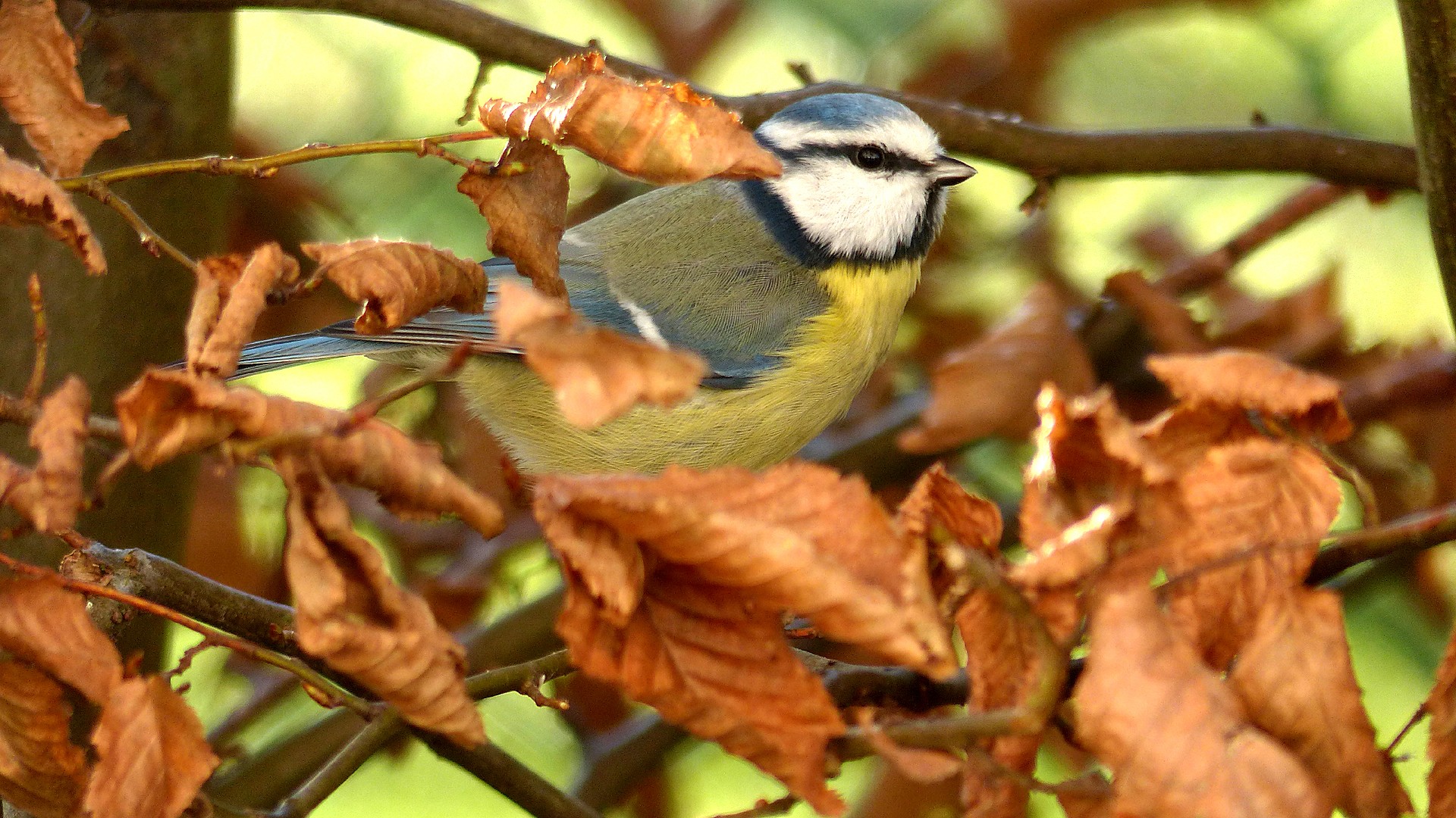 Wallpapers Animals Birds - Chickadees La mésange bleue