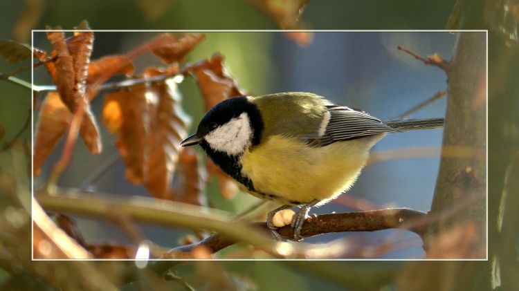 Fonds d'cran Animaux Oiseaux - Msanges La mésange charbonnière