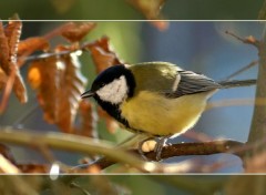  Animaux La mésange charbonnière