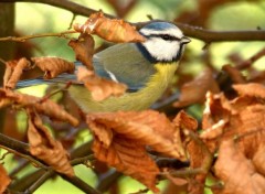  Animaux La mésange bleue