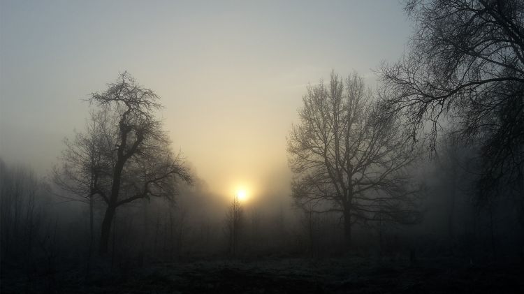 Fonds d'cran Nature Arbres - Forts Matin d'hiver