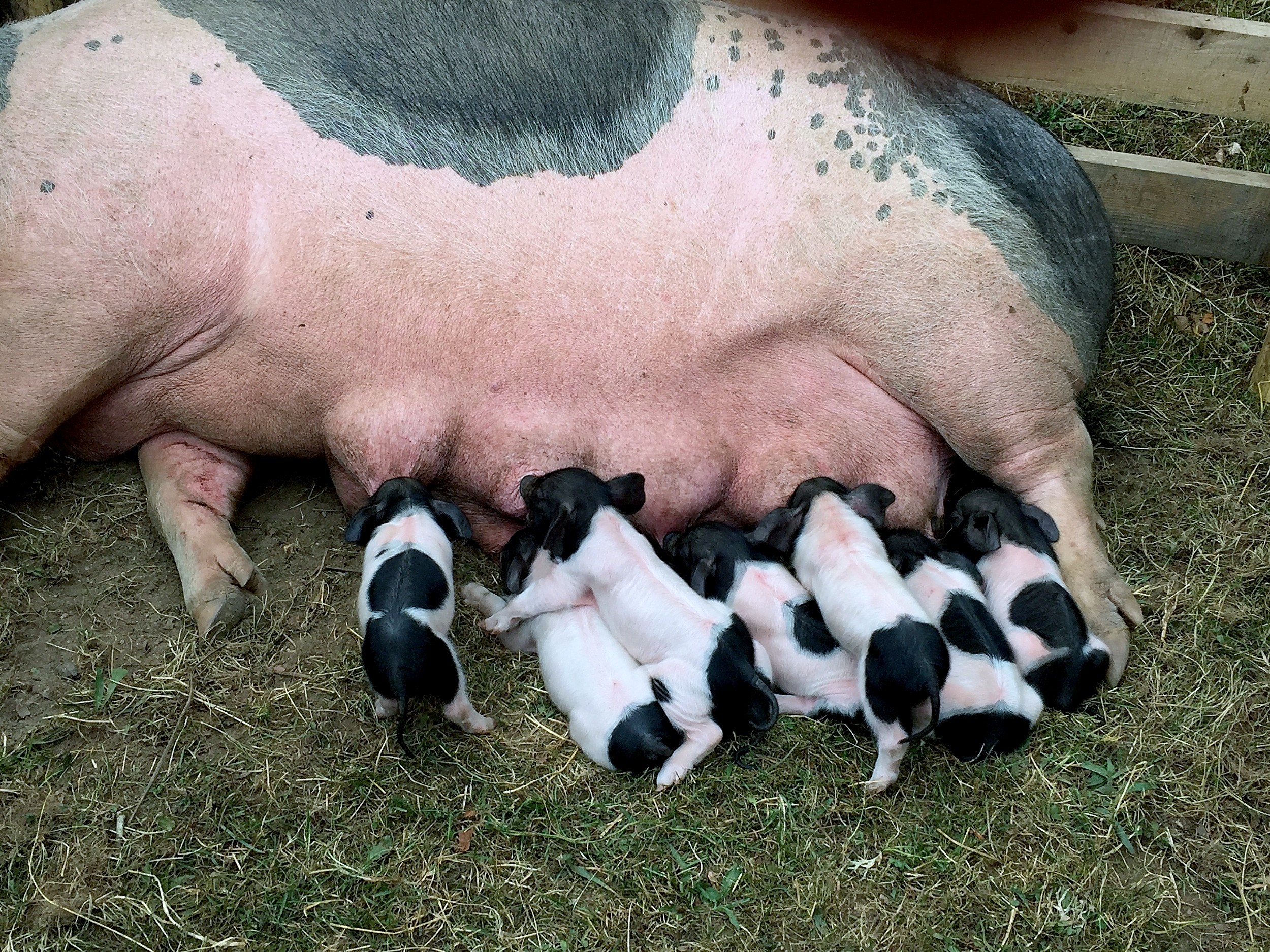 Fonds d'cran Animaux Cochons Heureuse maman