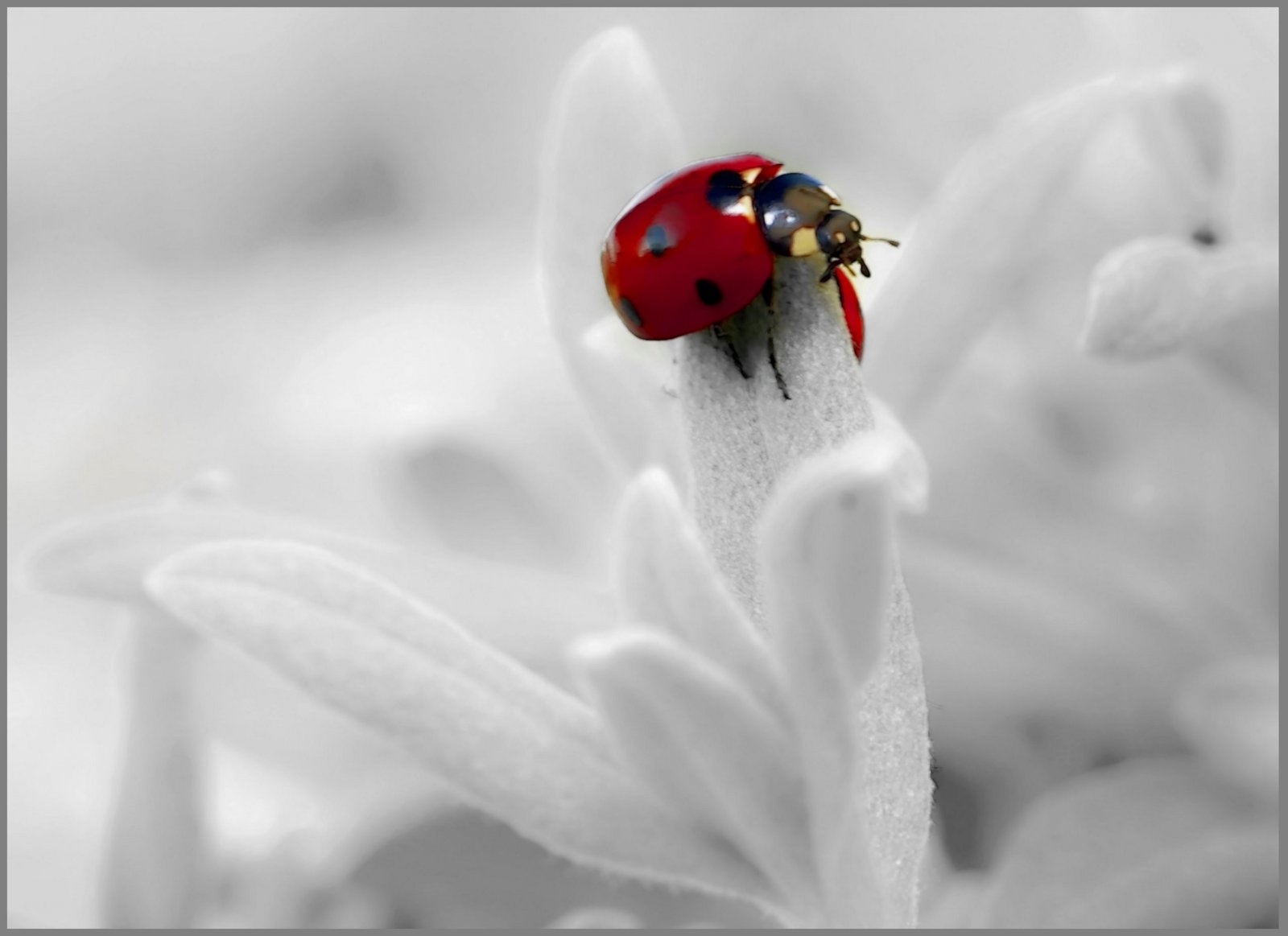 Wallpapers Animals Insects - Ladybugs Porte Bonheur