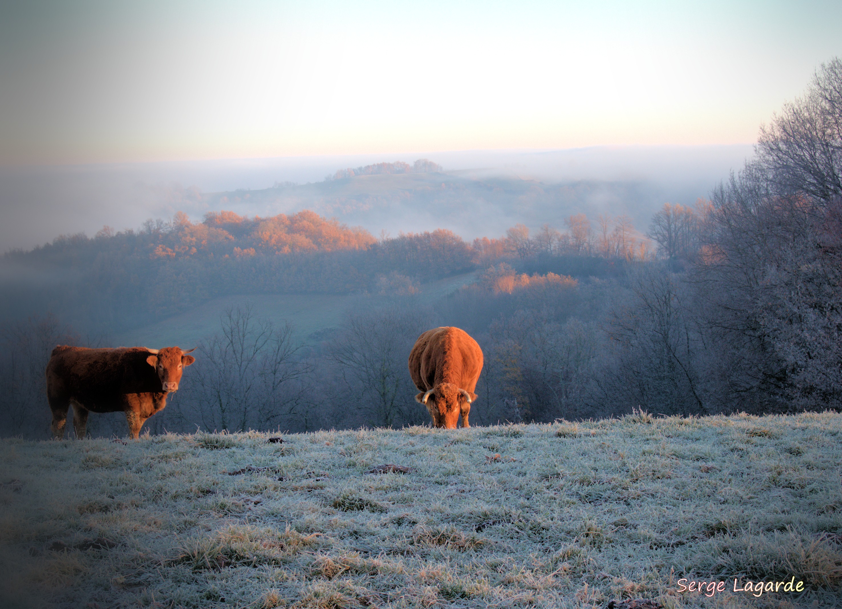 Fonds d'cran Animaux Vaches - Taureaux - Boeufs vaches et le brouillard