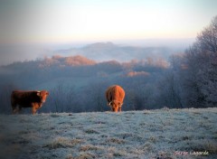  Animaux vaches et le brouillard