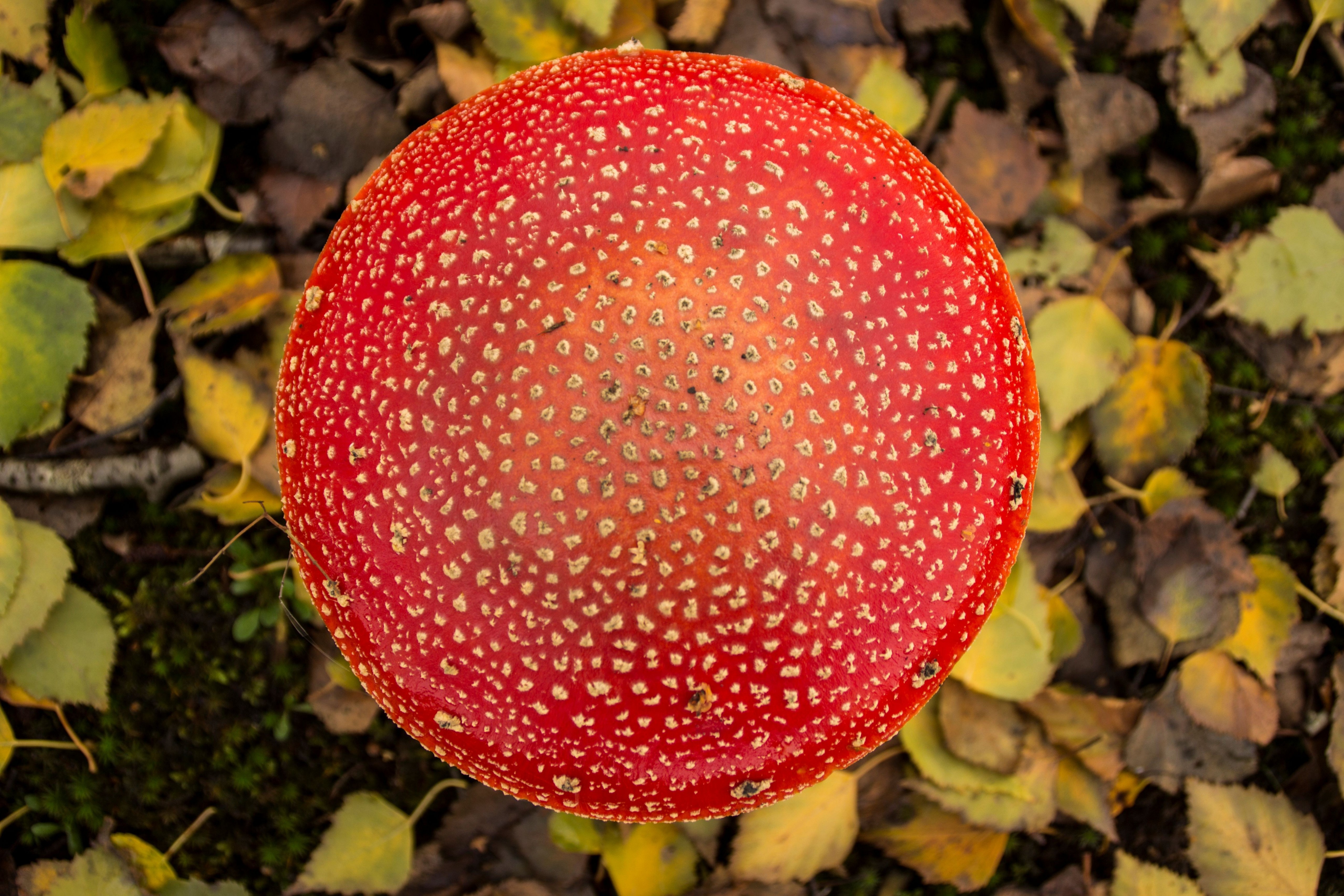 Fonds d'cran Nature Champignons 