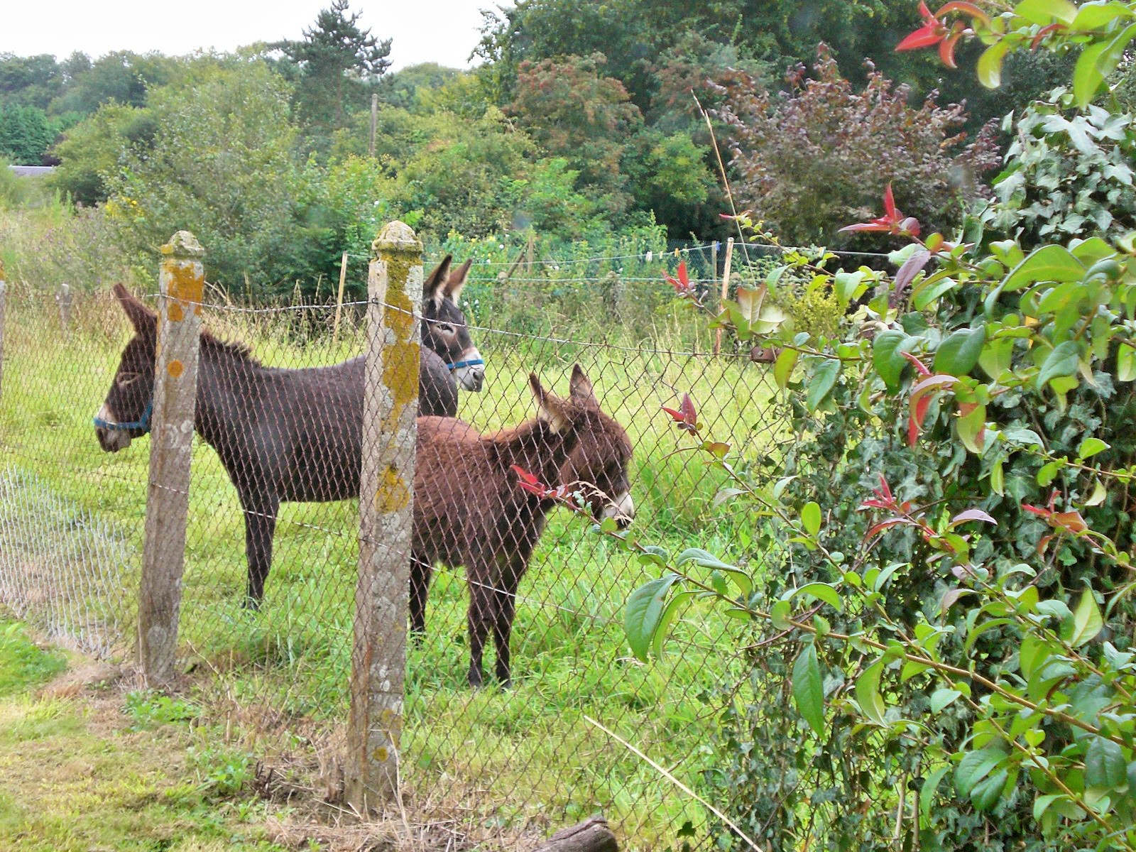 Wallpapers Animals Donkeys Papa, maman & fiston