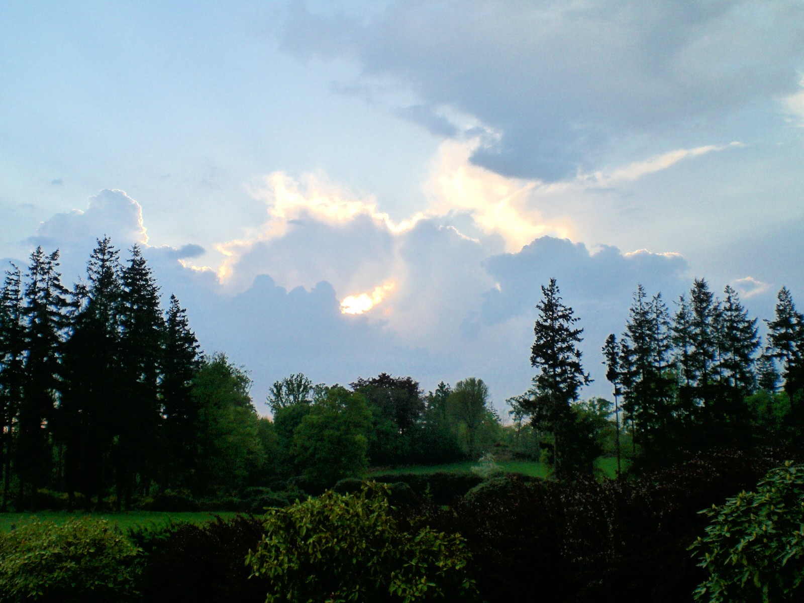 Fonds d'cran Nature Arbres - Forts 