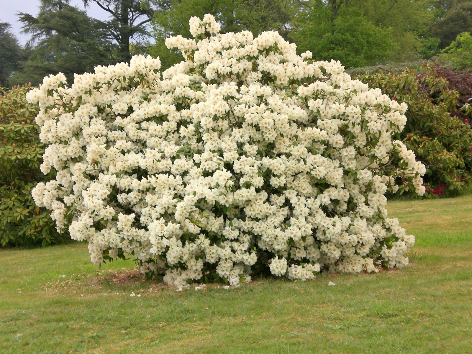 Fonds d'cran Nature Fleurs 